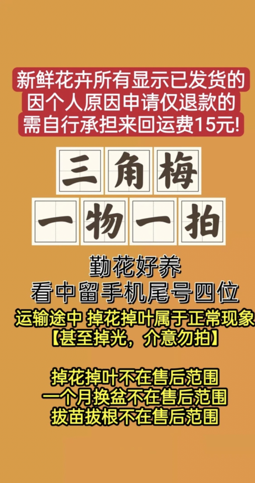三角梅【一物一拍】赏花赏叶勤花品种四季开花爬藤庭院