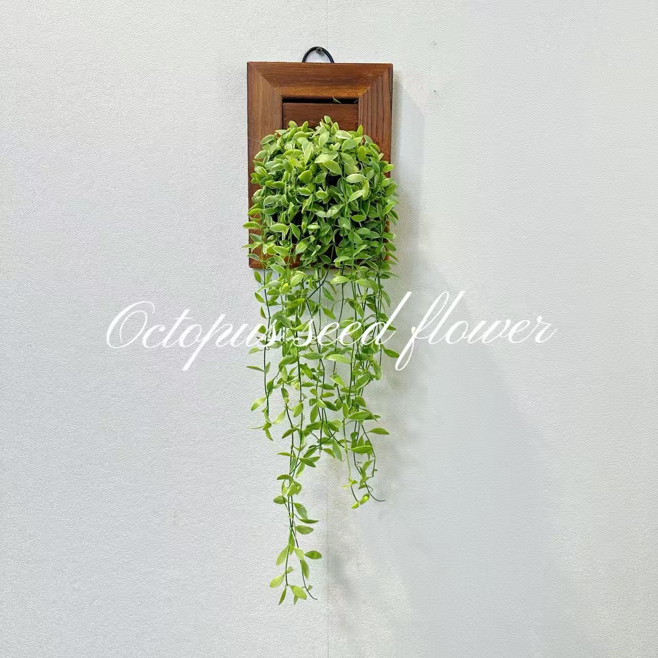 青白玉翡翠吊兰 室内阳台庭院垂吊绿植盆栽多肉类花指甲开花吊兰