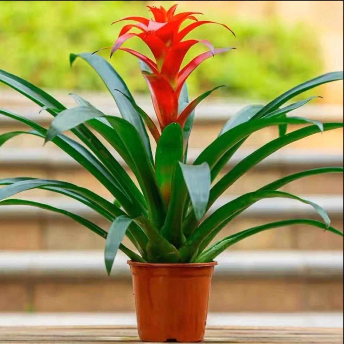 鸿运当头盆栽HD室内客厅办公室家用净化空气花卉盆栽