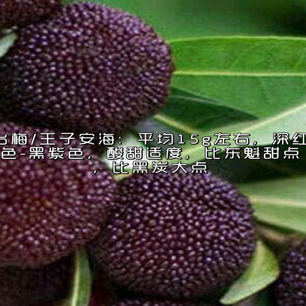三年杨梅树/一物一拍/东魁/黑炭/台梅/