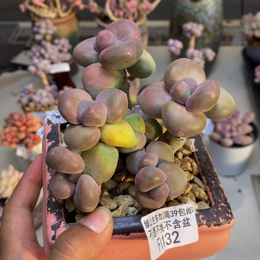 132芒果奶二代多肉8cm