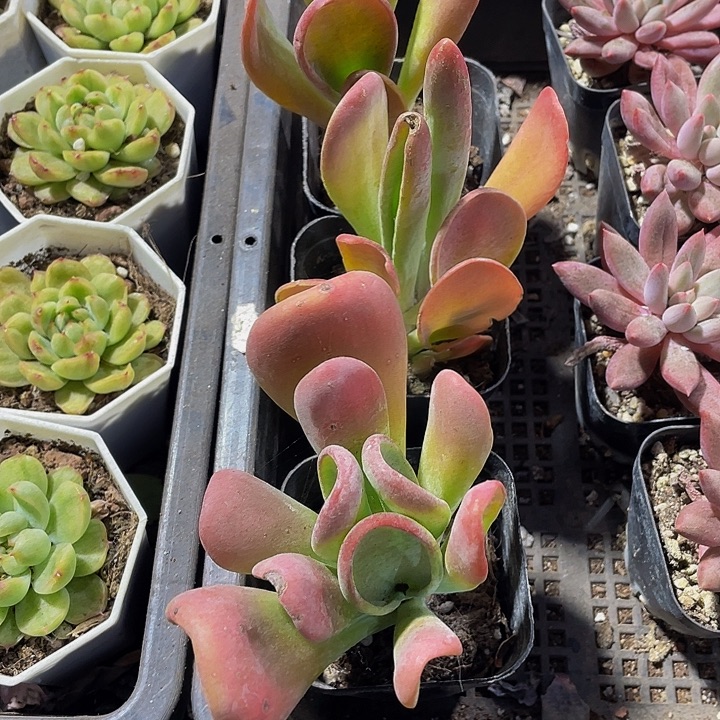 火狐狸到盆土发货