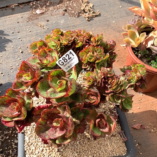 唐***啦红菱缀化821 全场处理默认微瑕7-8天发货