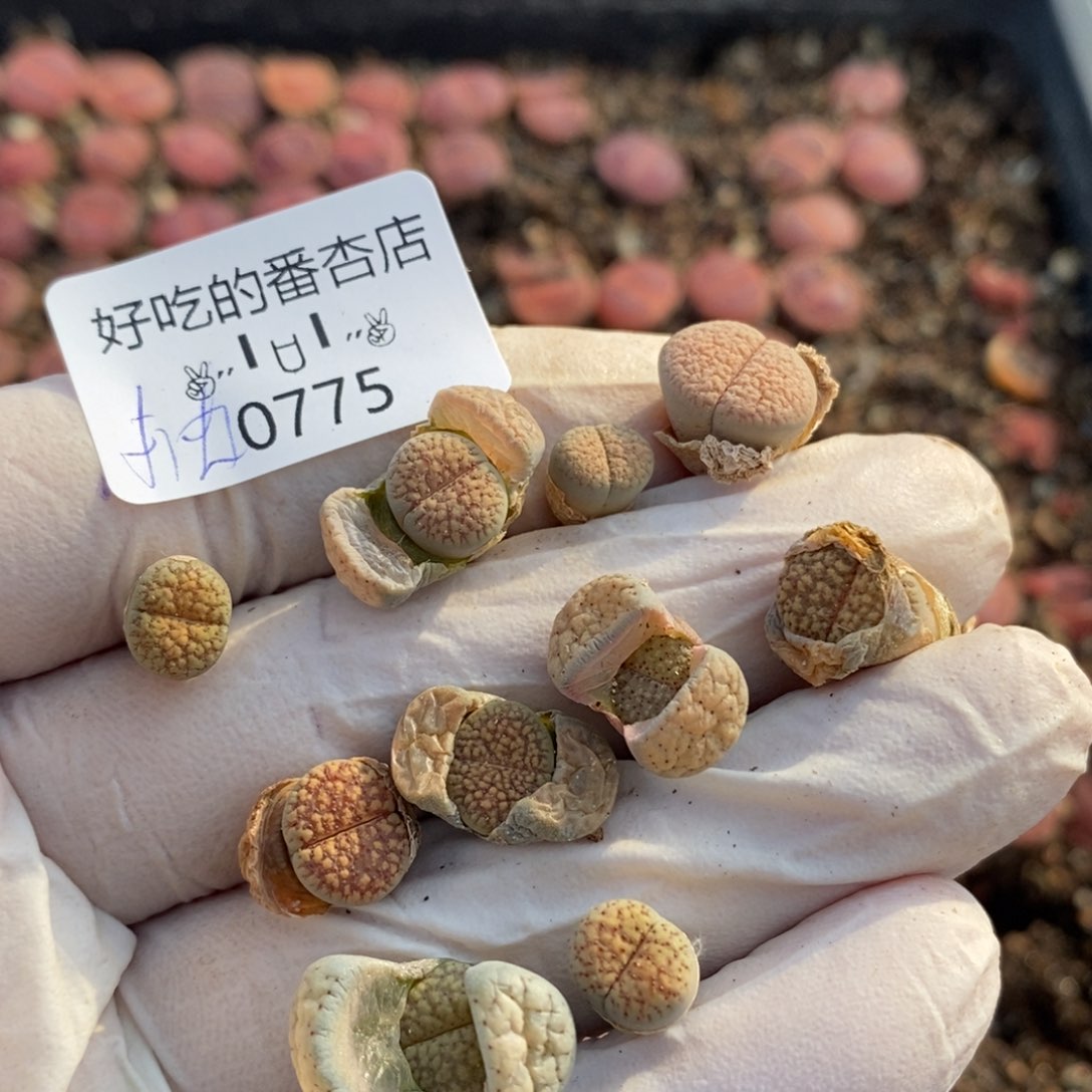 0775。抽奖活动。随单