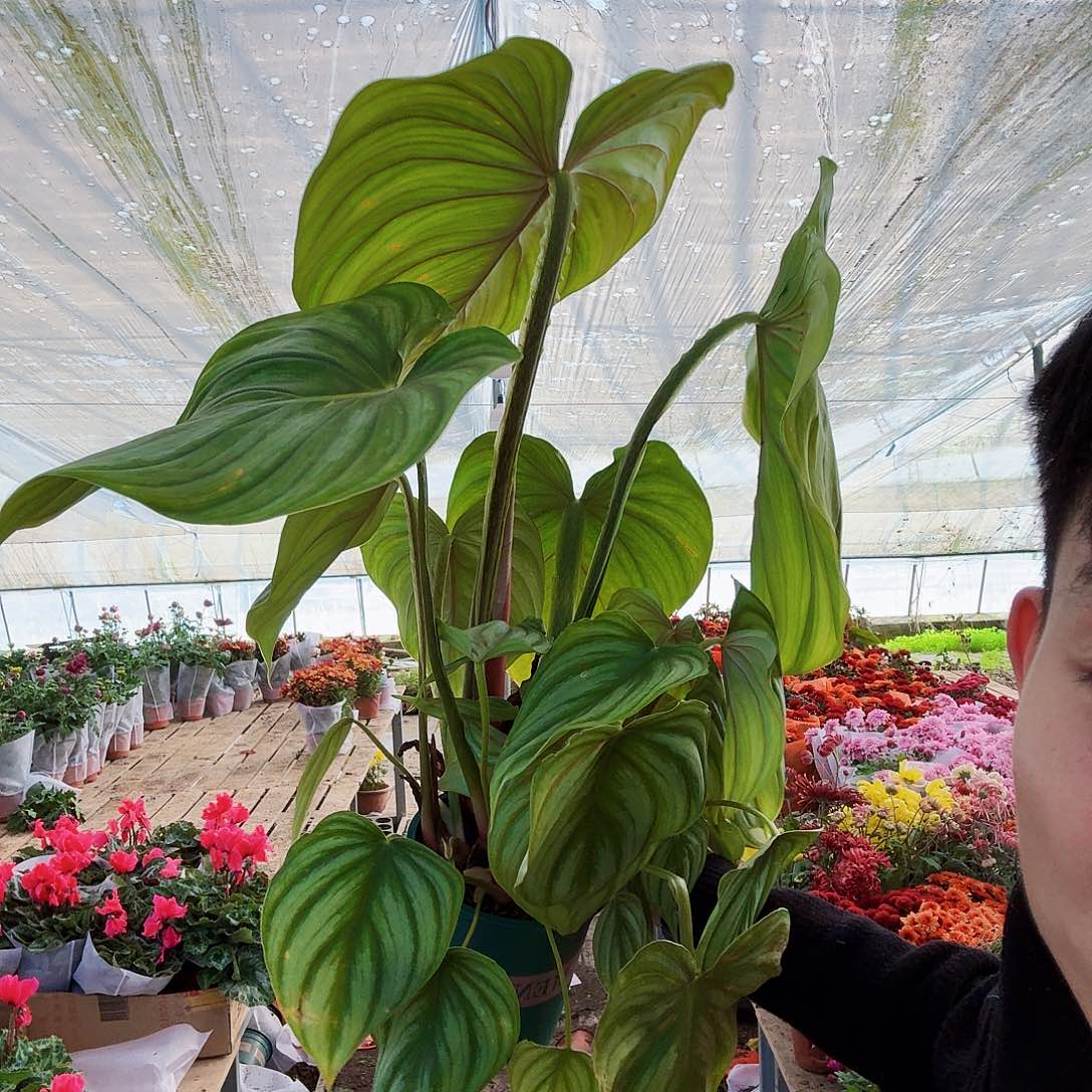 完全开放超大老桩西瓜碧浪一棵黄点无售后