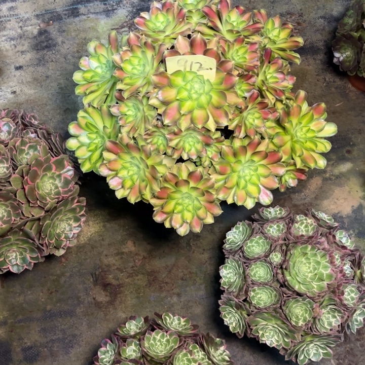 912韶华多肉一物一拍