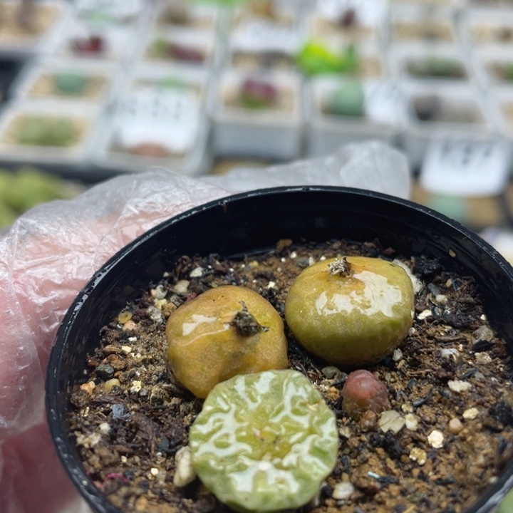 904烧卖带盆零下拍保温