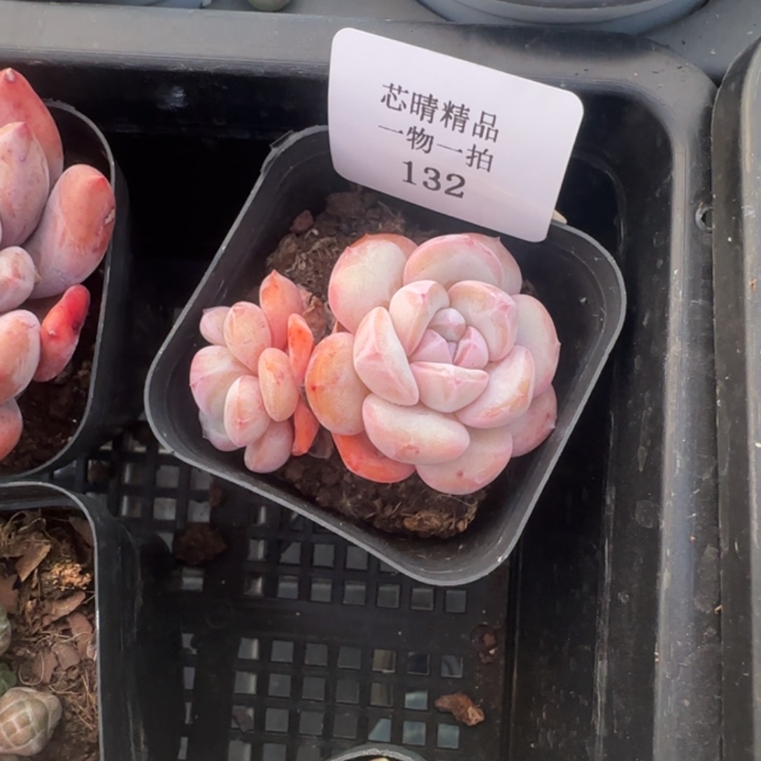 闪购精品多肉132号