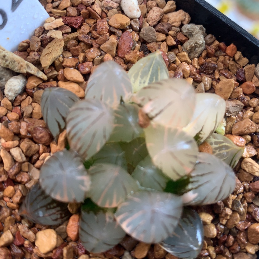 【闪购商品】32霓虹灯玉露