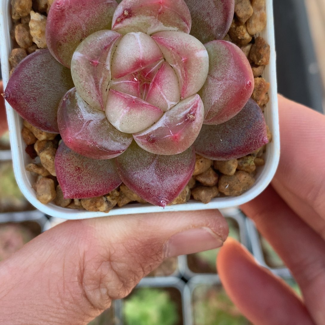 粉白款。        8号