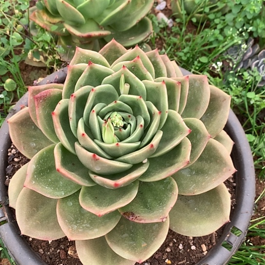 知*每周特价活动开始啦