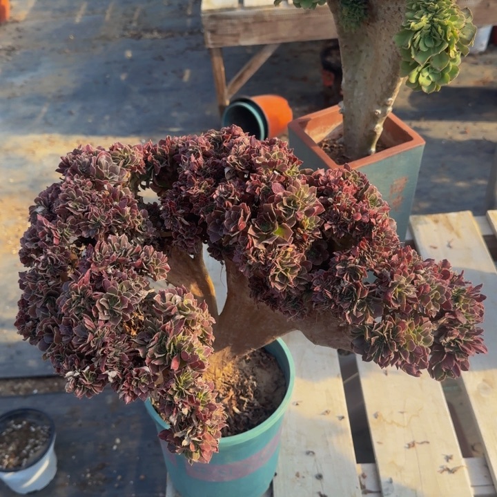 瑕疵玫瑰法师特价355