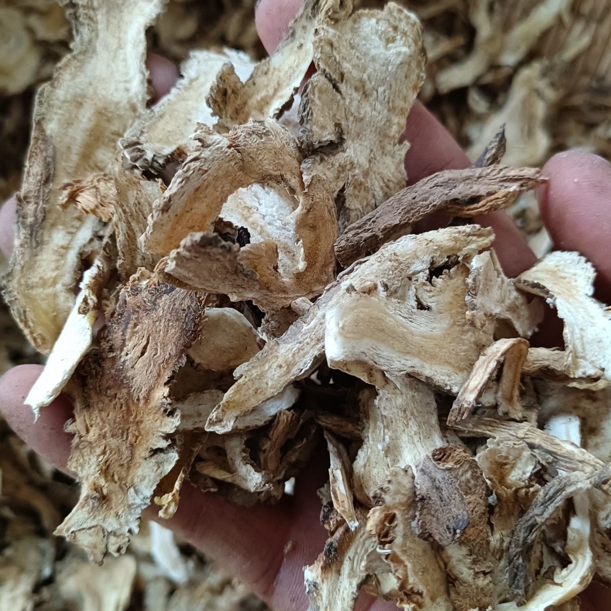 甘肃整条当归切片250克包邮