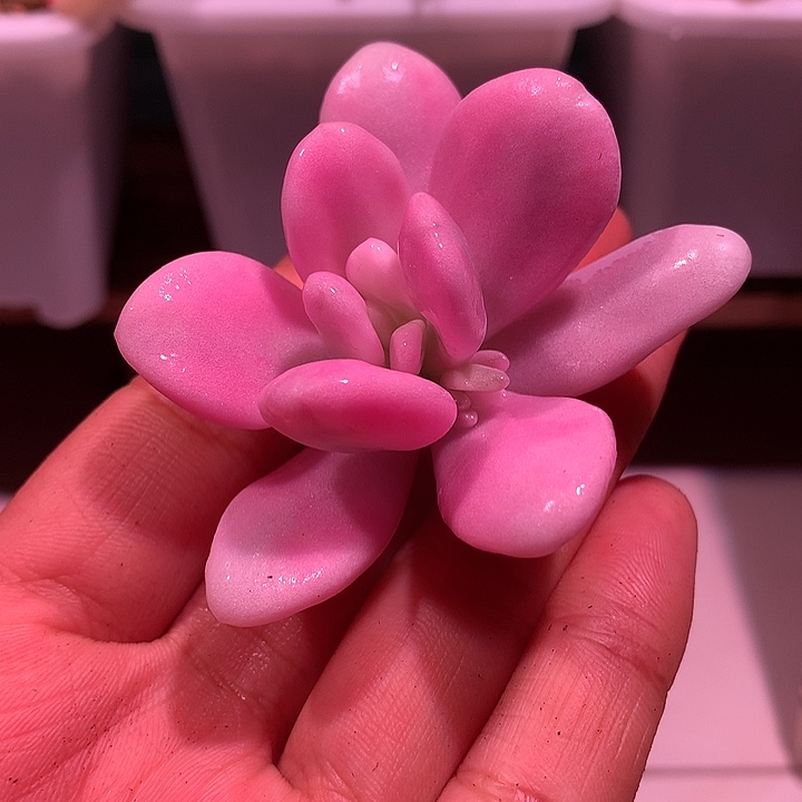 小叶粉兔锦锦锦锦锦锦锦