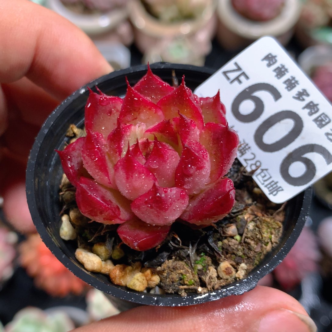 5CM拇指盆精控多肉ZF606