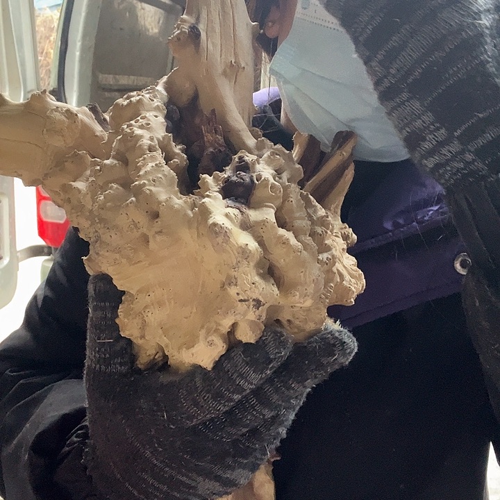 香榧木我在看电影