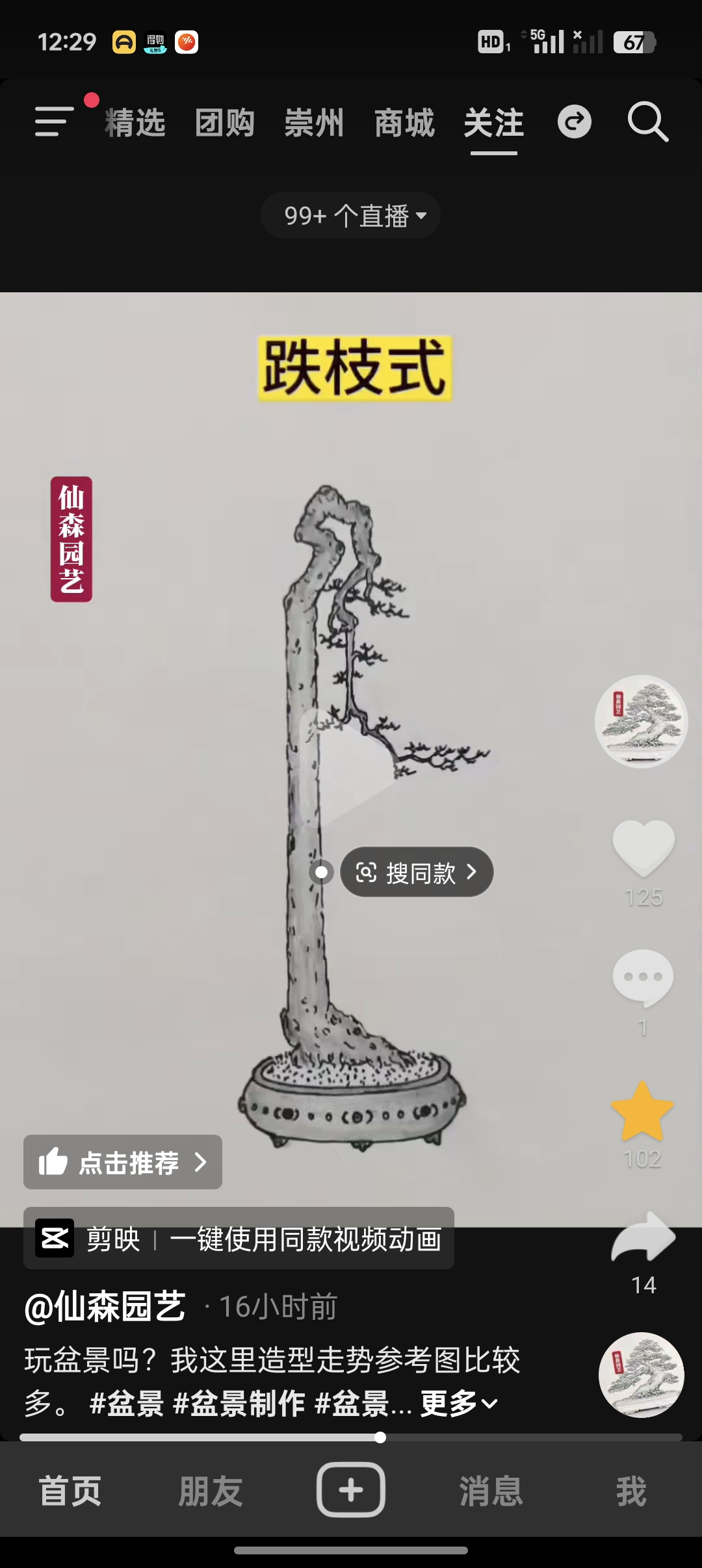 金弹子文人，丛林，矮霸（直播间链接，一拍一付，不支持默认下单）