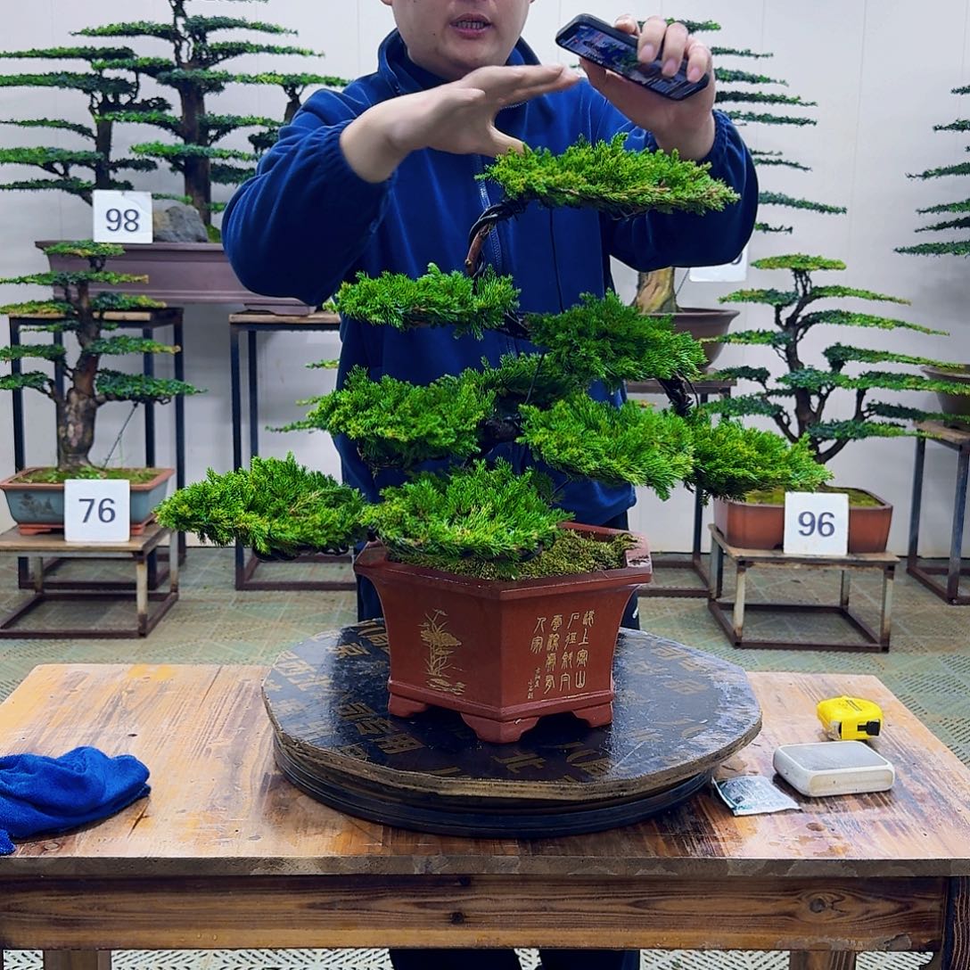 无花朵柏树造型盆景