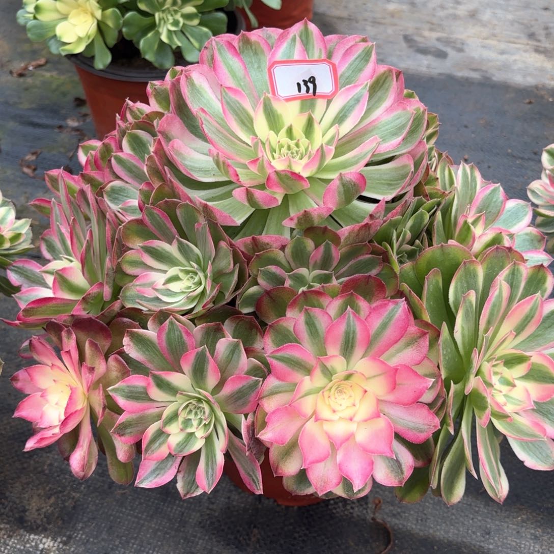 全部花朵蜜*～139蔷薇多肉植物