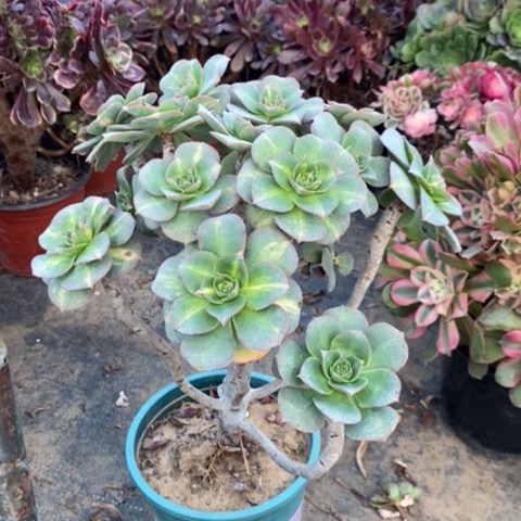 黄中斑有断枝多肉植物054