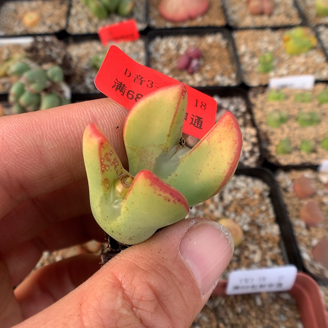 【闪购商品】3-18-18 少将 18