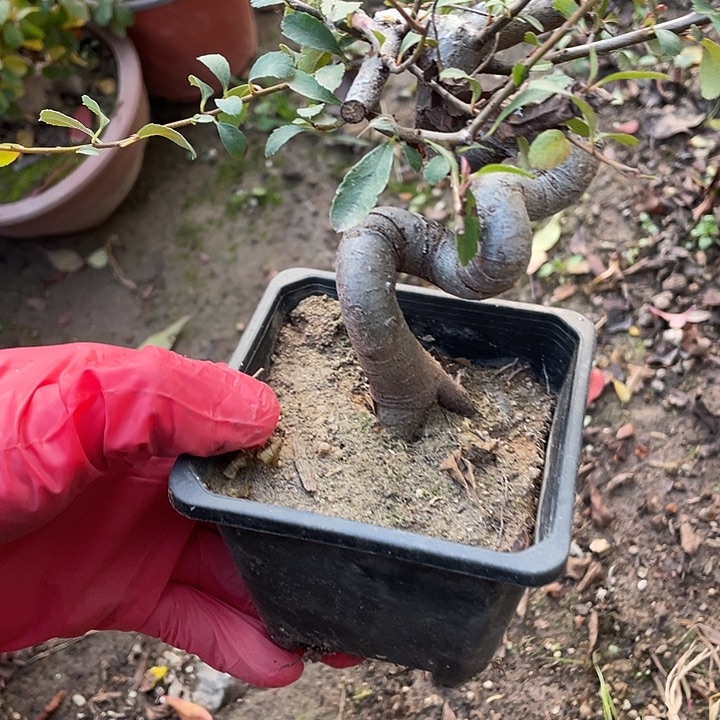 西***雪无花朵30jhjhjhjj