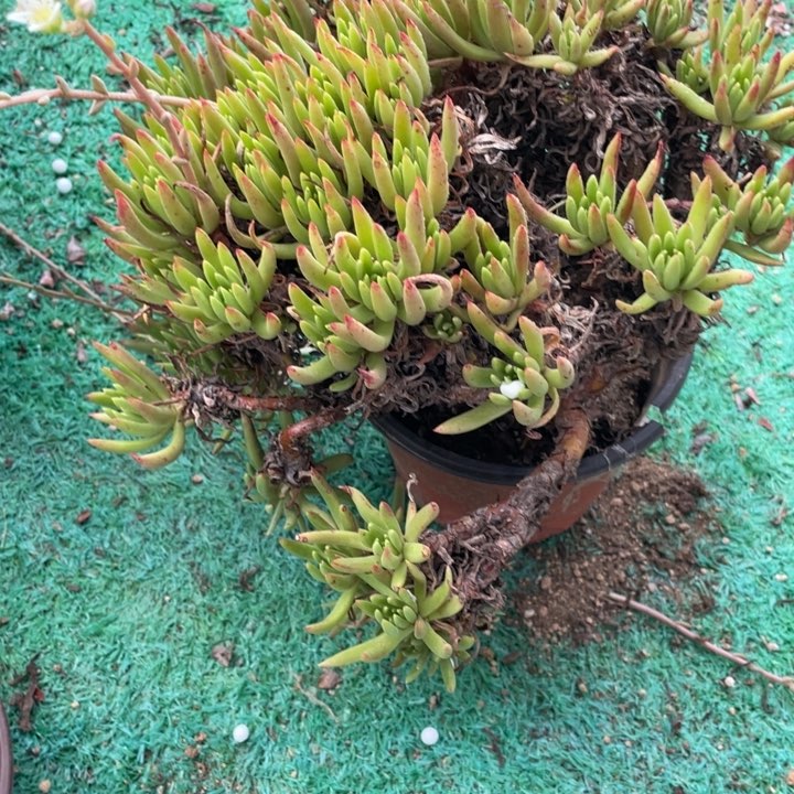 904号维思辛达多肉有小断枝