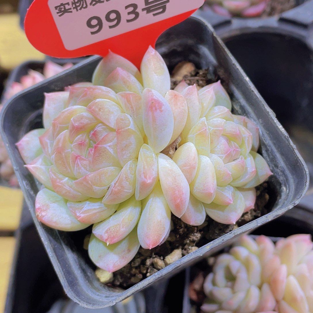 993号 丸叶钻石珍妮白桃