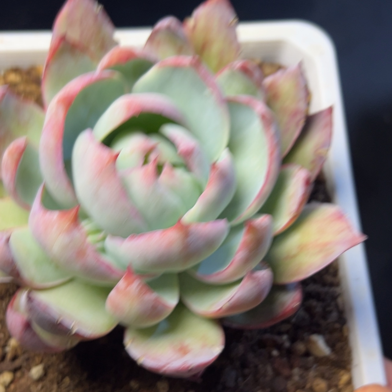 【闪购商品】惊鸿多肉29.8