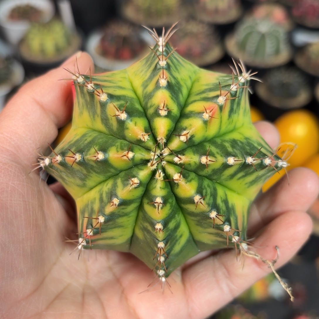 泰系米哈仙人球实生78号