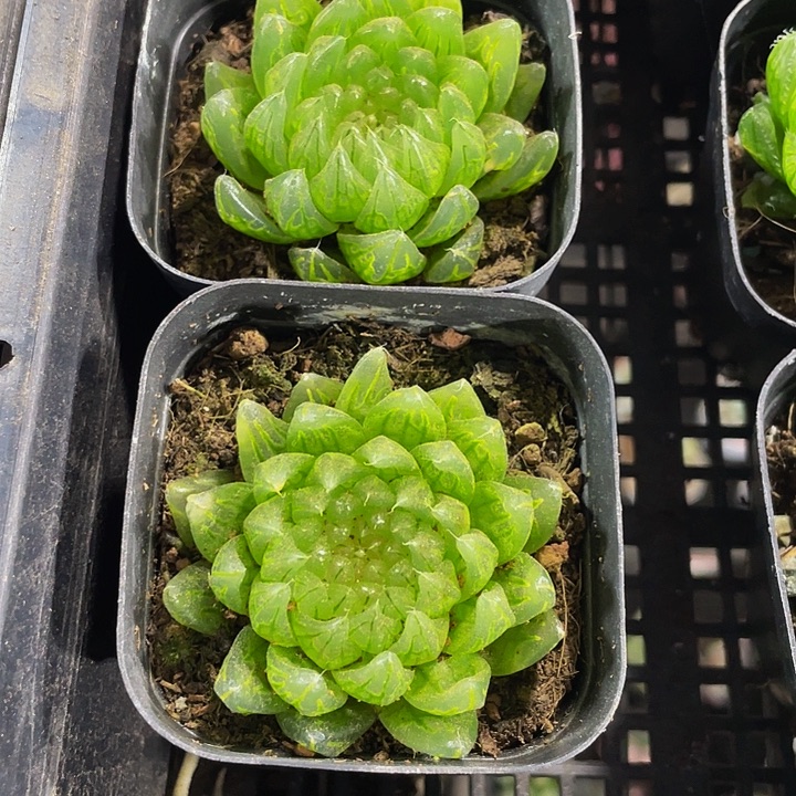 蝉翼5.8带盆土发货