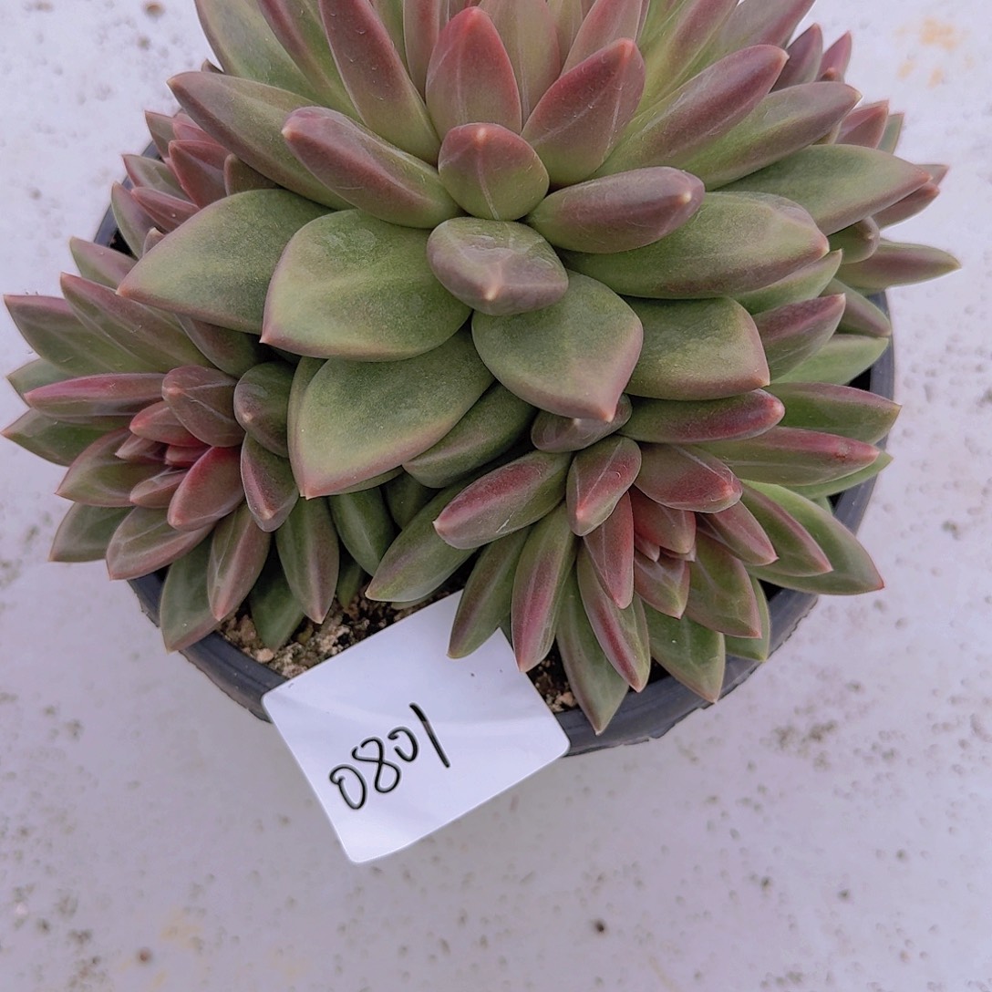 0801迷雾泡泡多肉植物