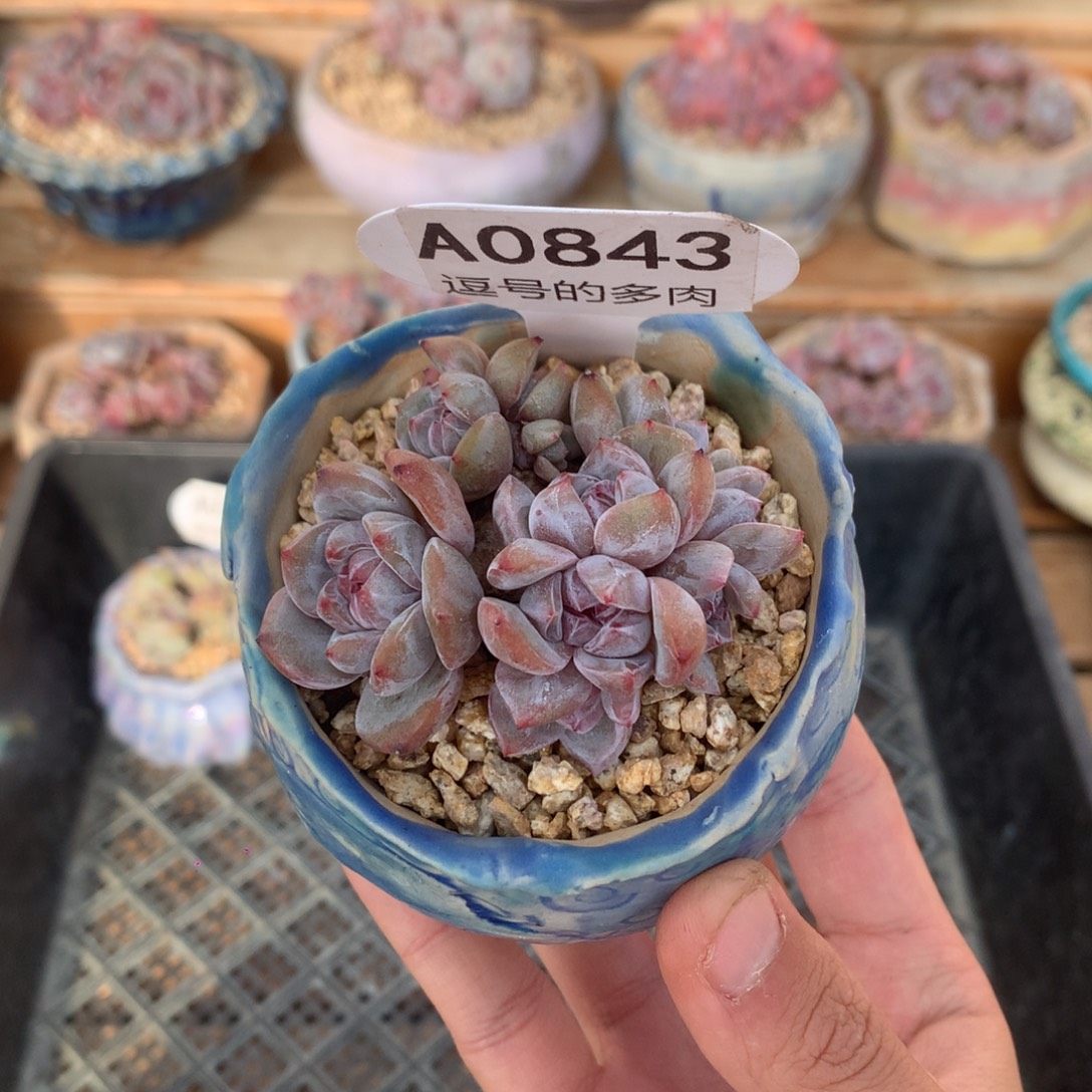 A0843 星影小群 红体 有砍 6.5cm