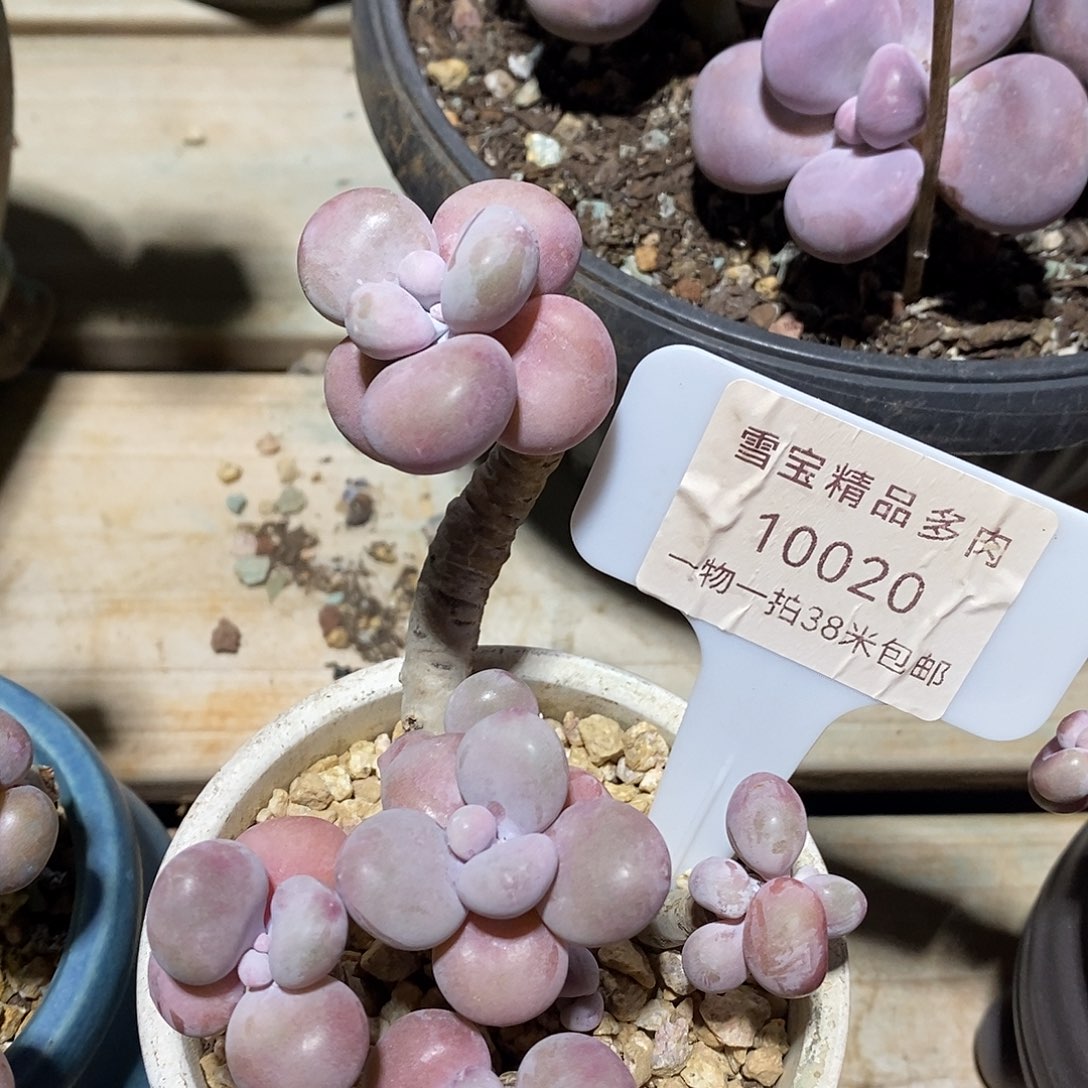 10020不如小马我魔芋