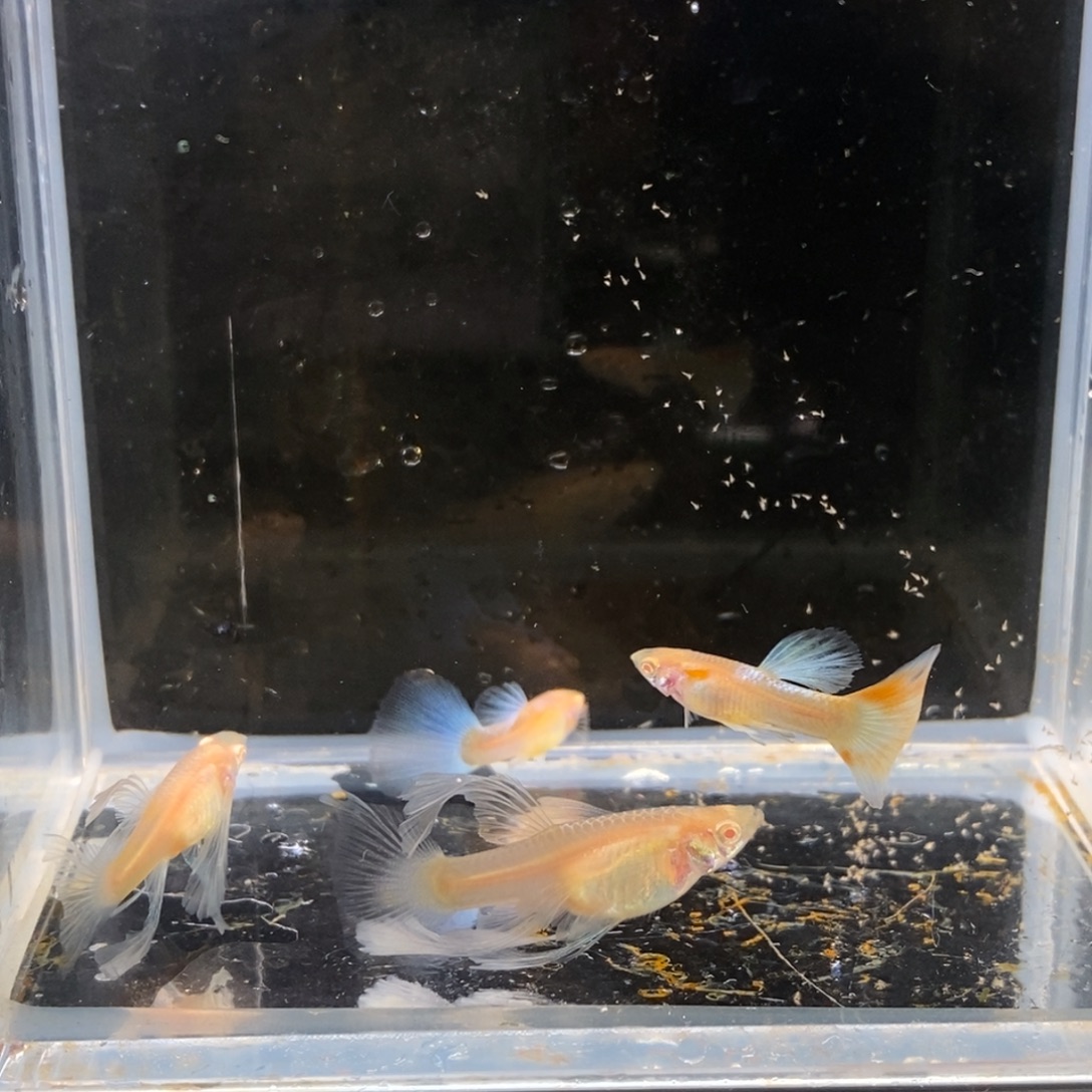 孔雀鱼蓝白绣球c两对