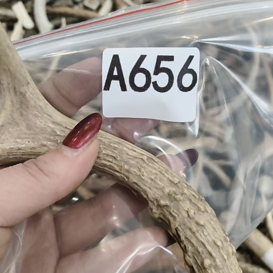 勇***前鹿角鹿角鹿角鹿角鹿角