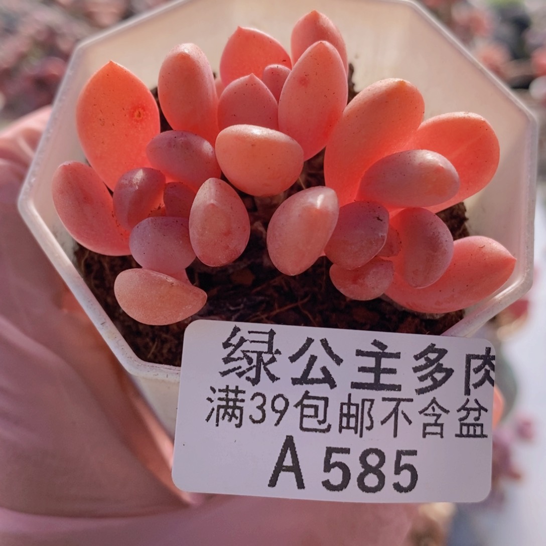 粉桃花6草莓585多肉植物