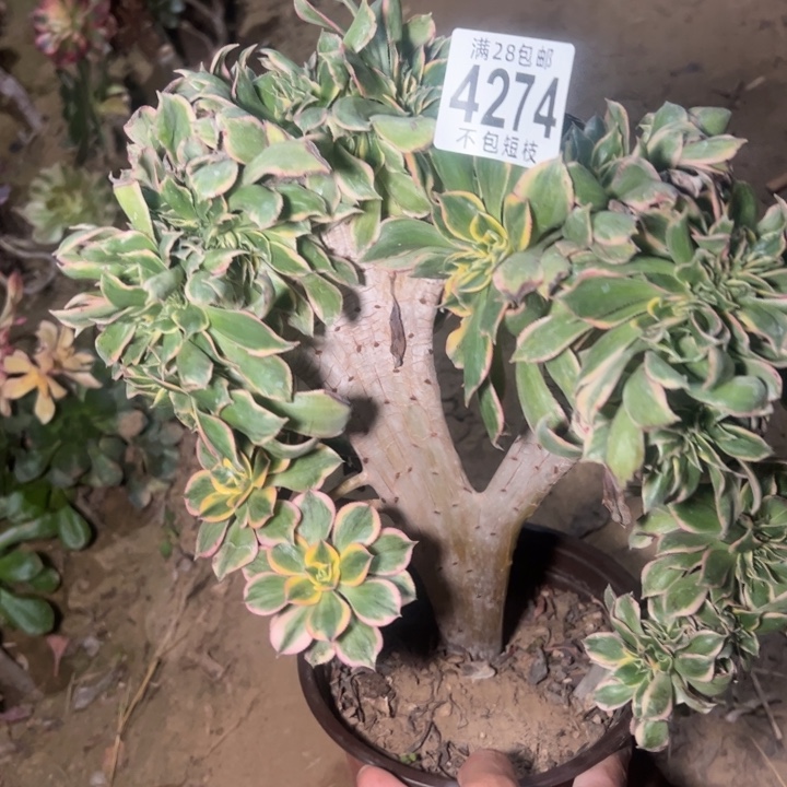 灿烂缀多肉植物法师4274