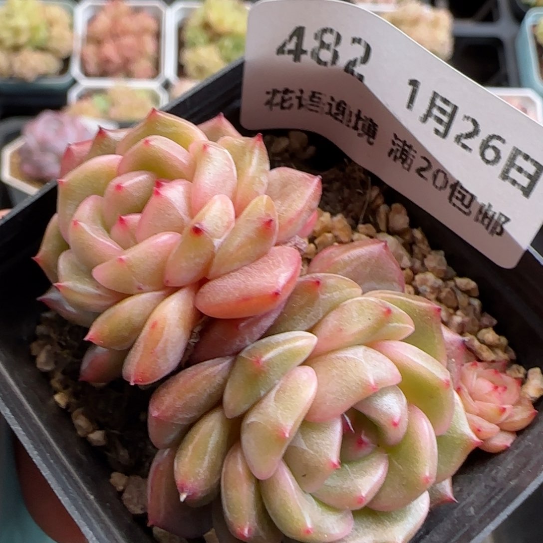 花语逸镜0126-482