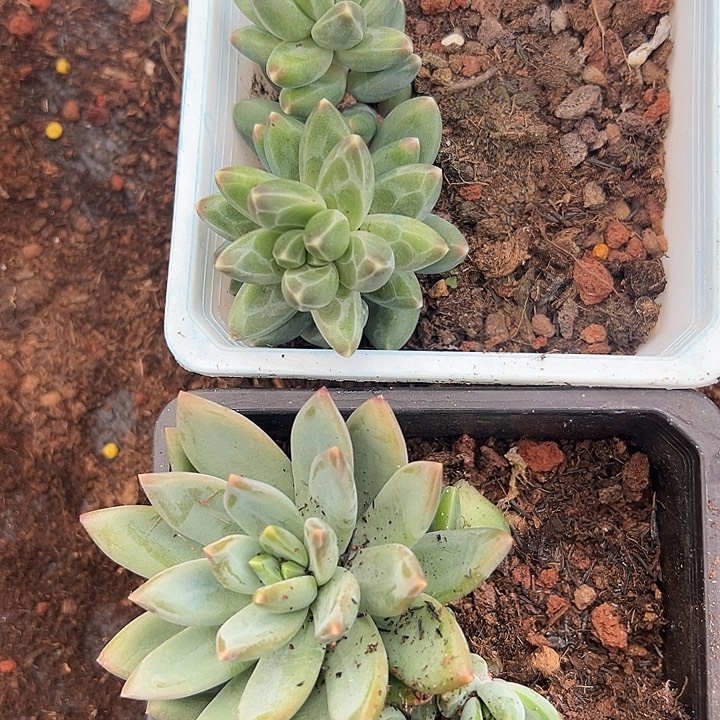 莱万特美人2盆一起特价