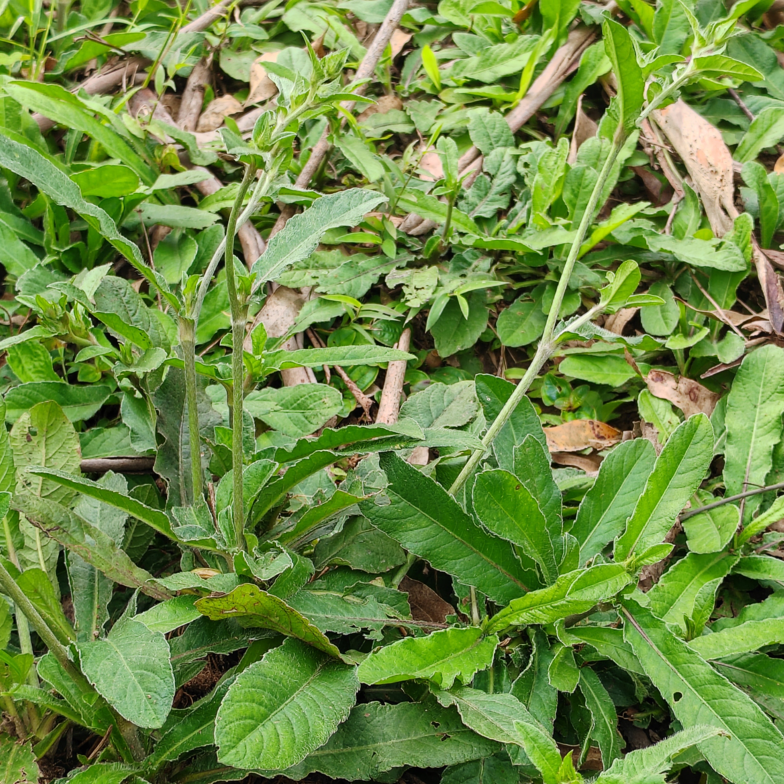 广东野生紫花地胆头现挖煲汤凉茶地胆草