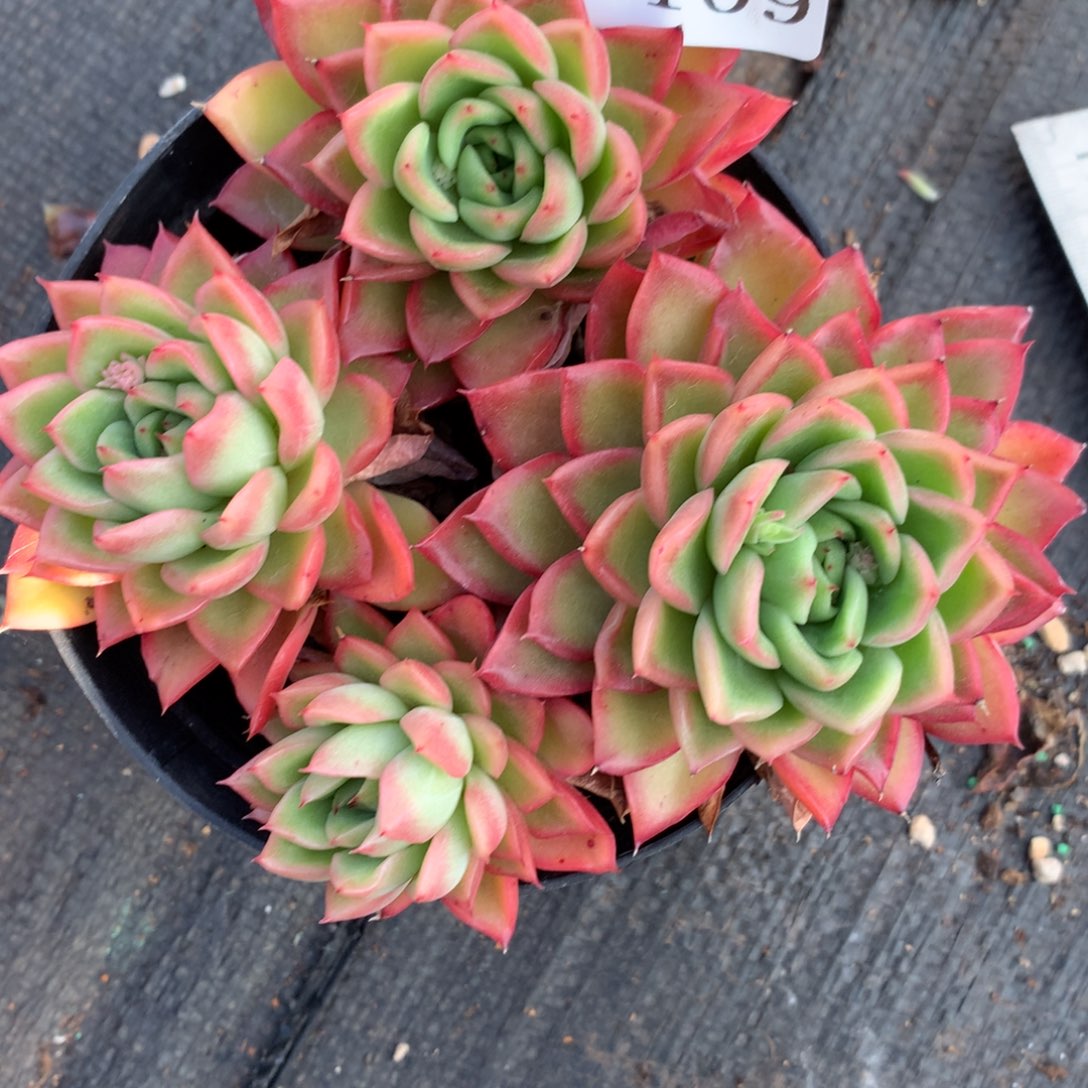 8109杂交多肉老桩