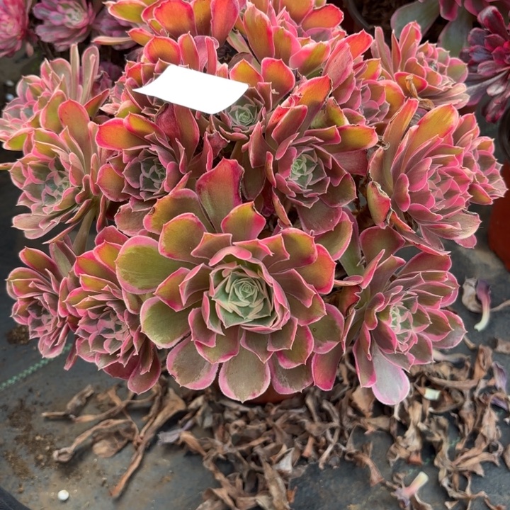 瑞妈，，。。。。。874皇后。