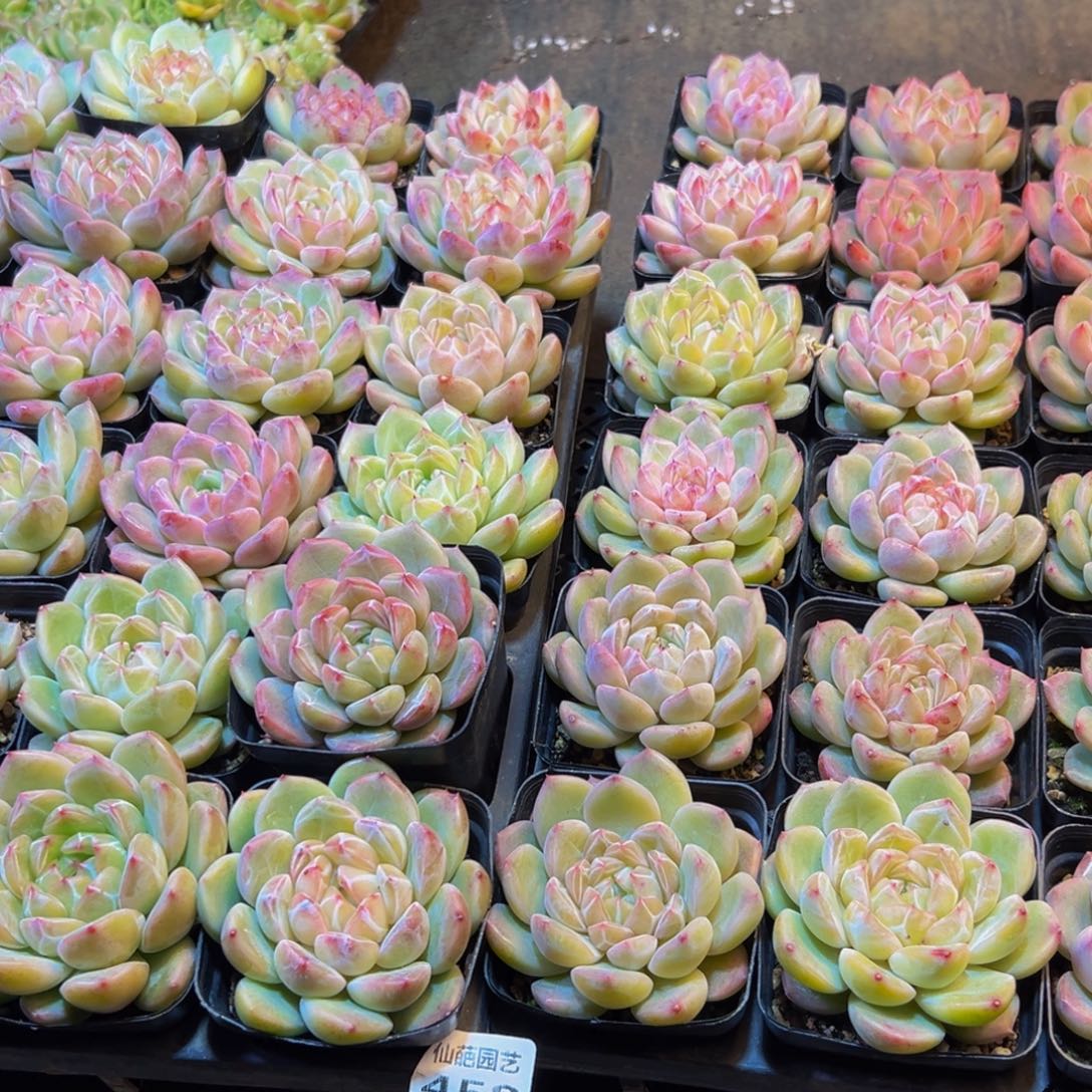 阿***.458多肉的人在这里也可以