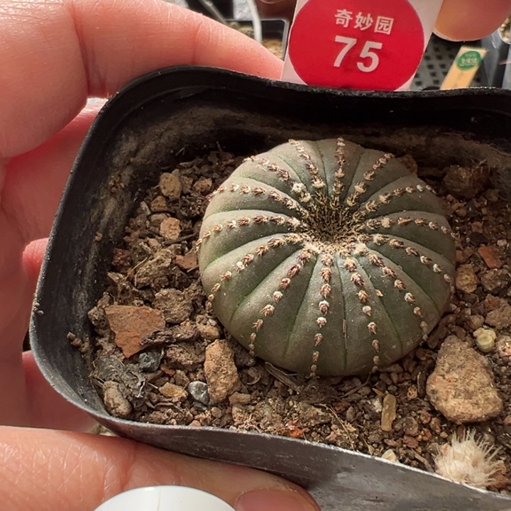 实生大型士童3.8cm