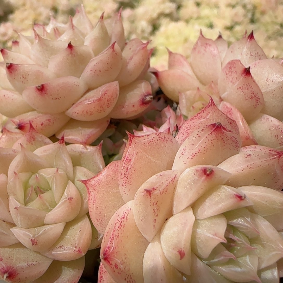 花语逸镜0311-159散