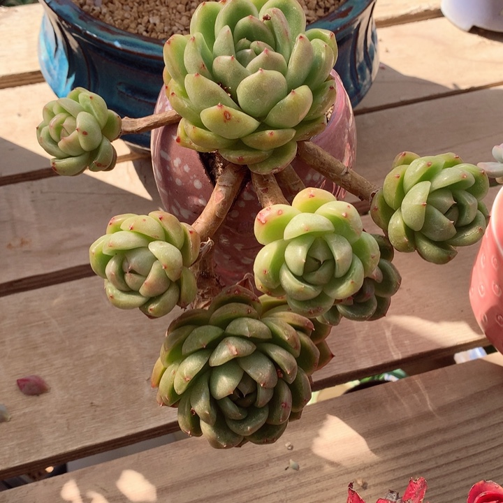 犄***?白玫瑰寄养带盆