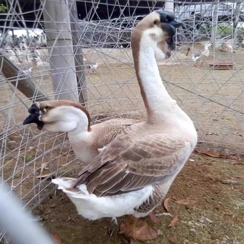 10只巨型杂交灰鹅宠物鹅活体宠物鸭顺丰包邮
