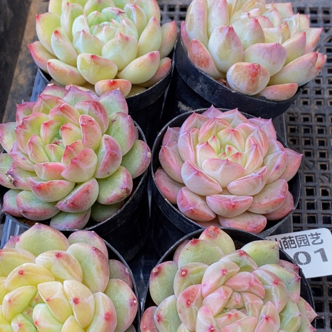 001多肉植物保护研究所所长