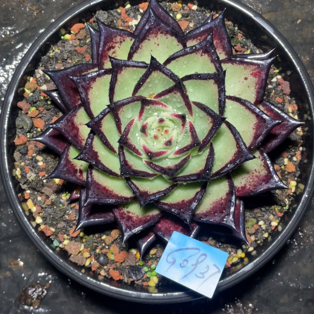 多肉植物多肉植物0937
